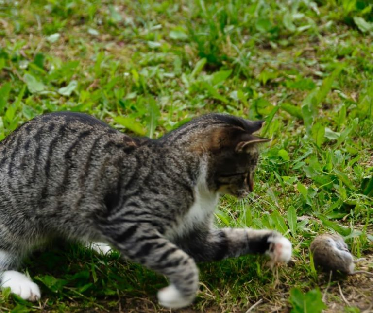 Do Siamese Cats Kill Rats? CatsInfo