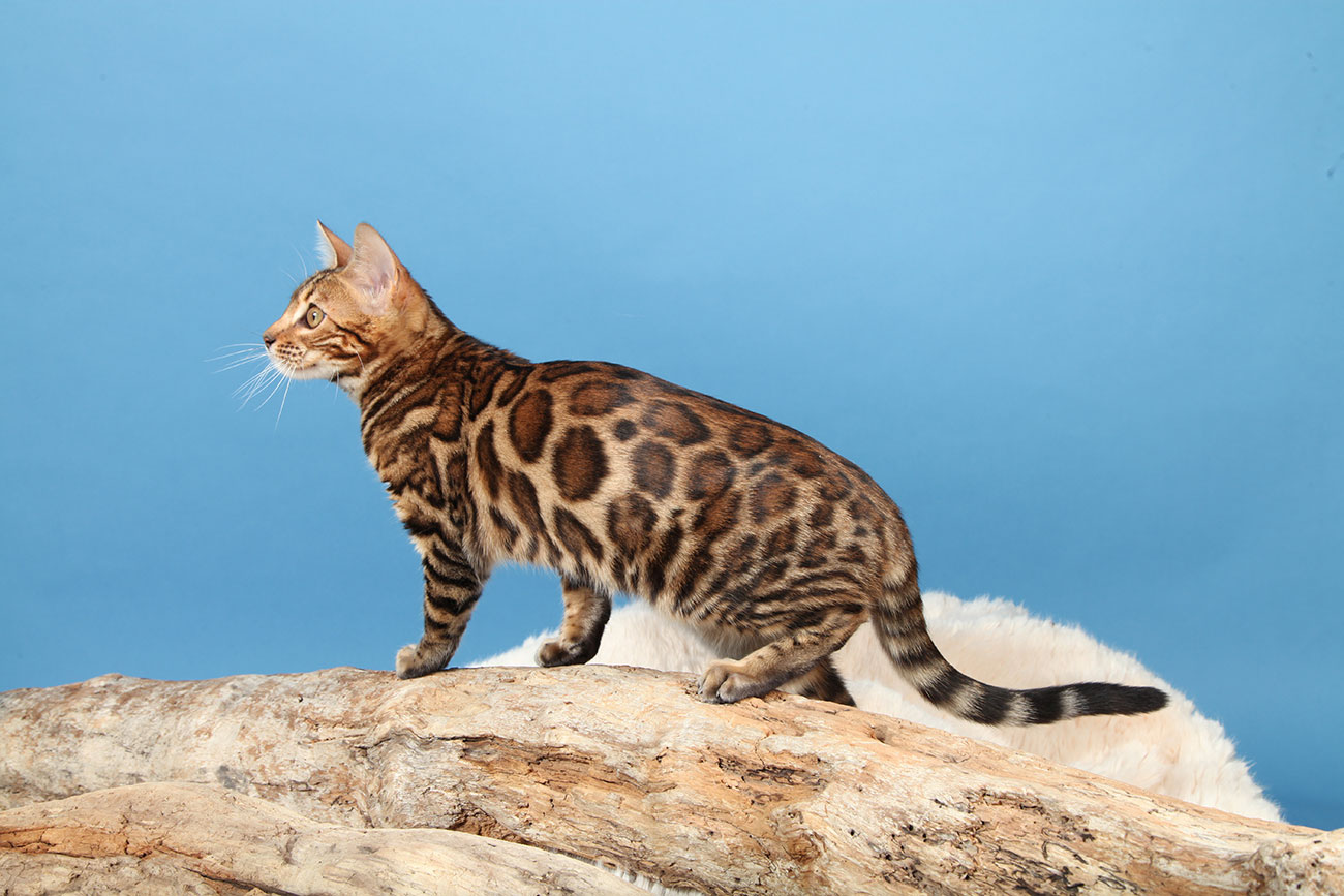 How Much Do Bengal Siamese Cats Cost? CatsInfo