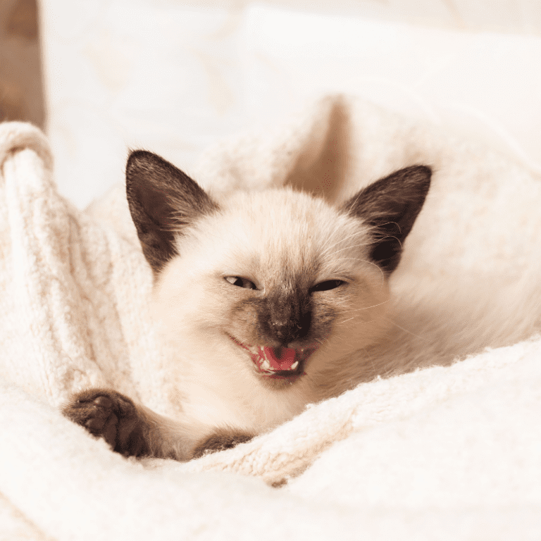 What Siamese Cats Say And What They Mean CatsInfo