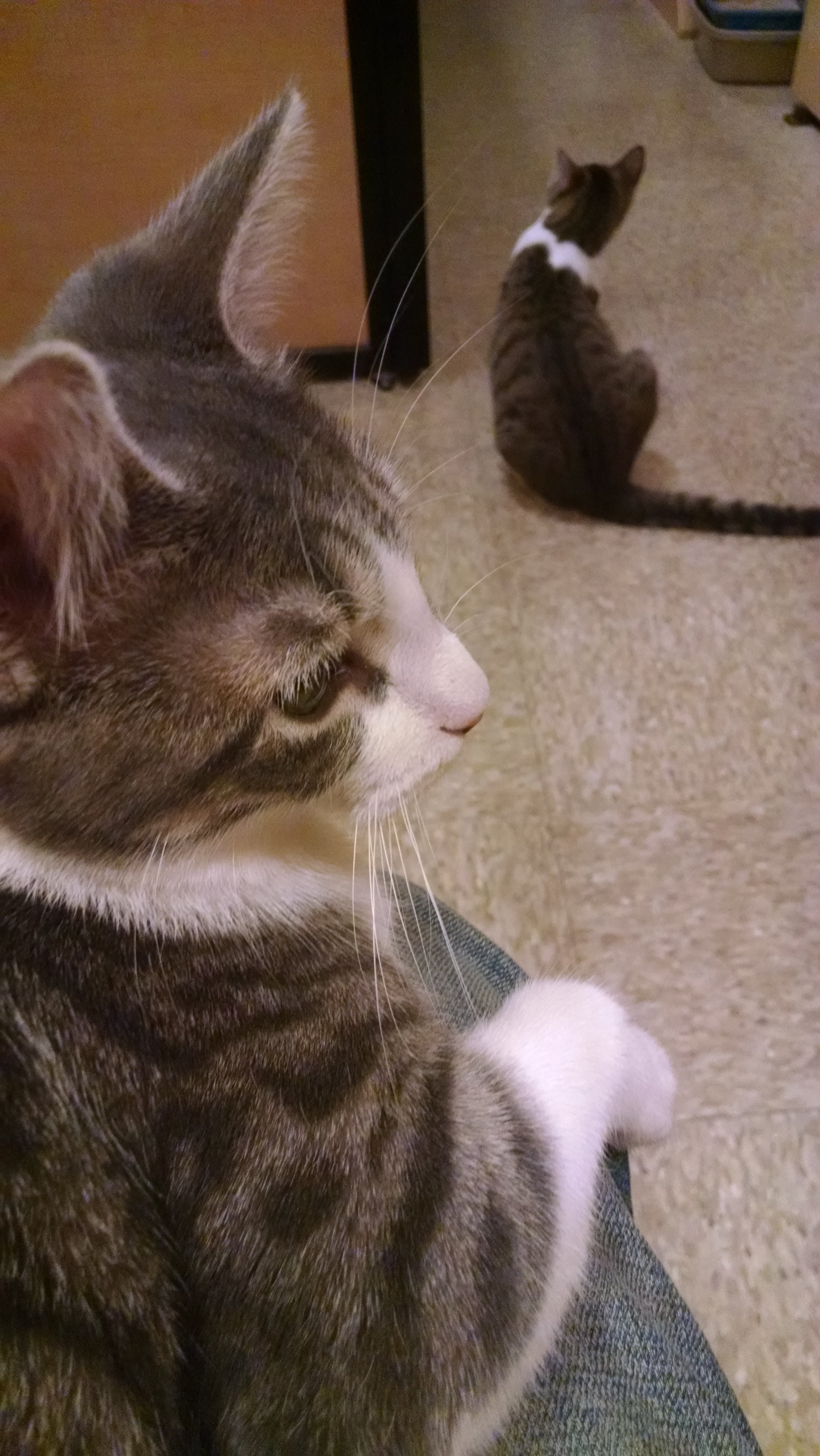 Why My Siamese Cat Won’t Jump CatsInfo