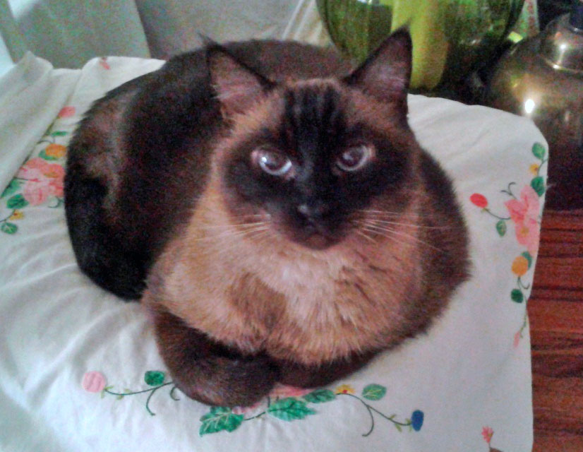 Why Is My Siamese Cat Turning Black? CatsInfo