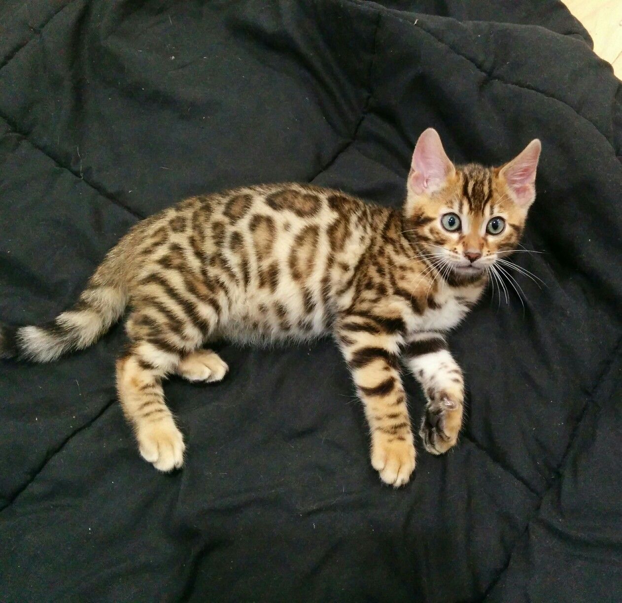Why A Bengal Cat Might Be The Perfect Choice For You CatsInfo