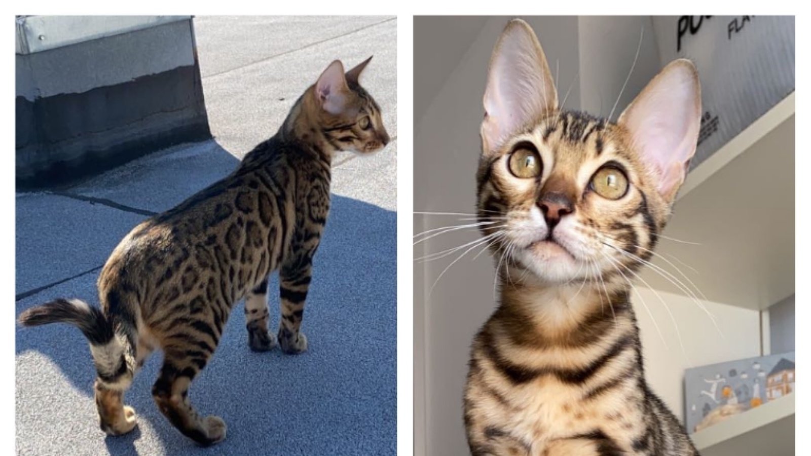15 States In The US Where Bengal Cats Are Legal CatsInfo