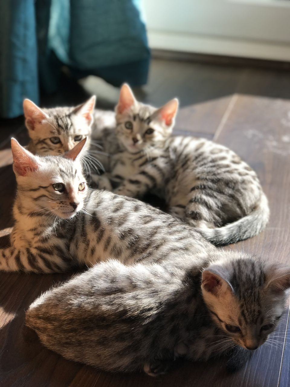 15 States In The US Where Bengal Cats Are Legal CatsInfo