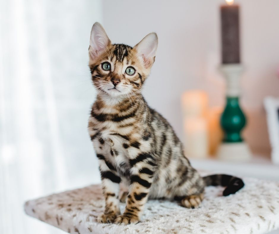 Why Are Bengal Cats So Expensive? CatsInfo