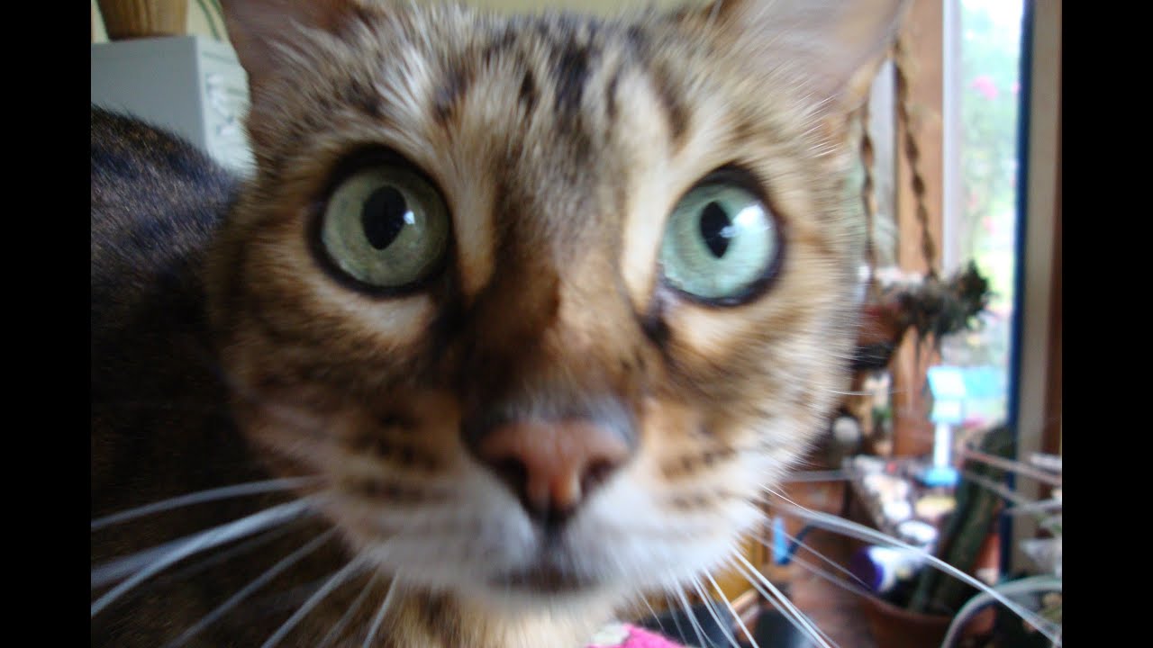 Bengal Cats How Noisy Are They Really? CatsInfo