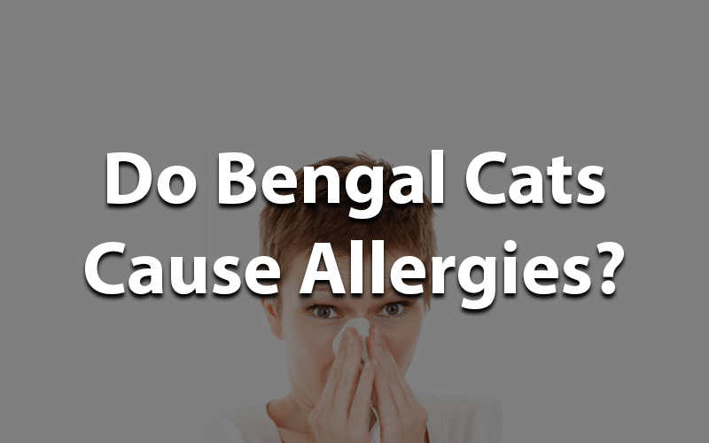 Do Bengal Cats Cause Allergies CatsInfo