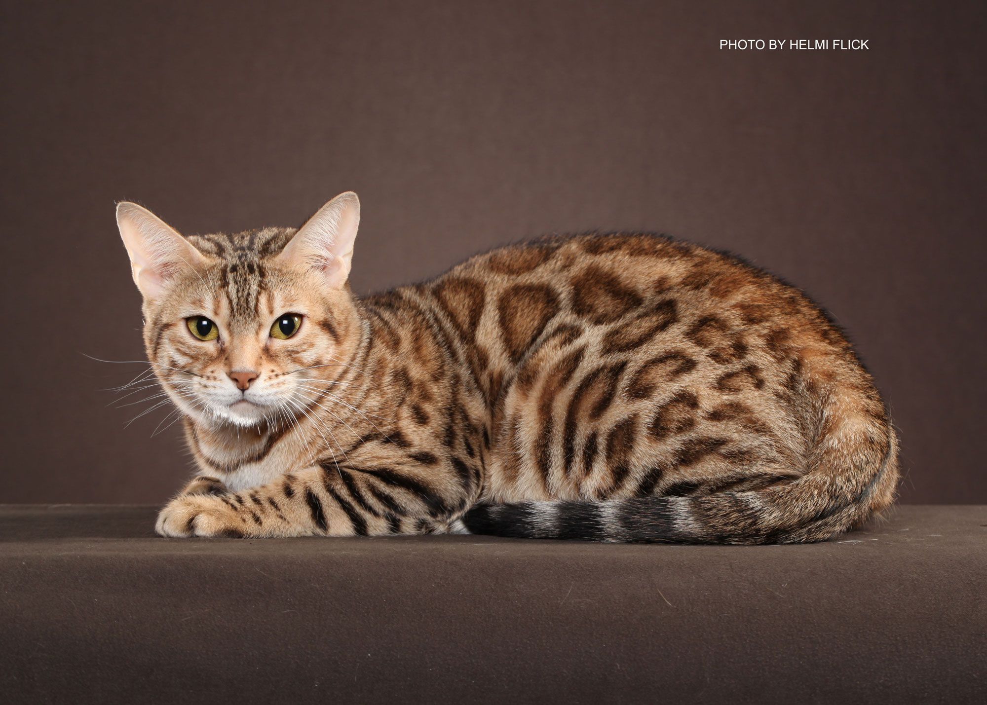 Is It Legal To Own A Bengal Cat In Texas? CatsInfo