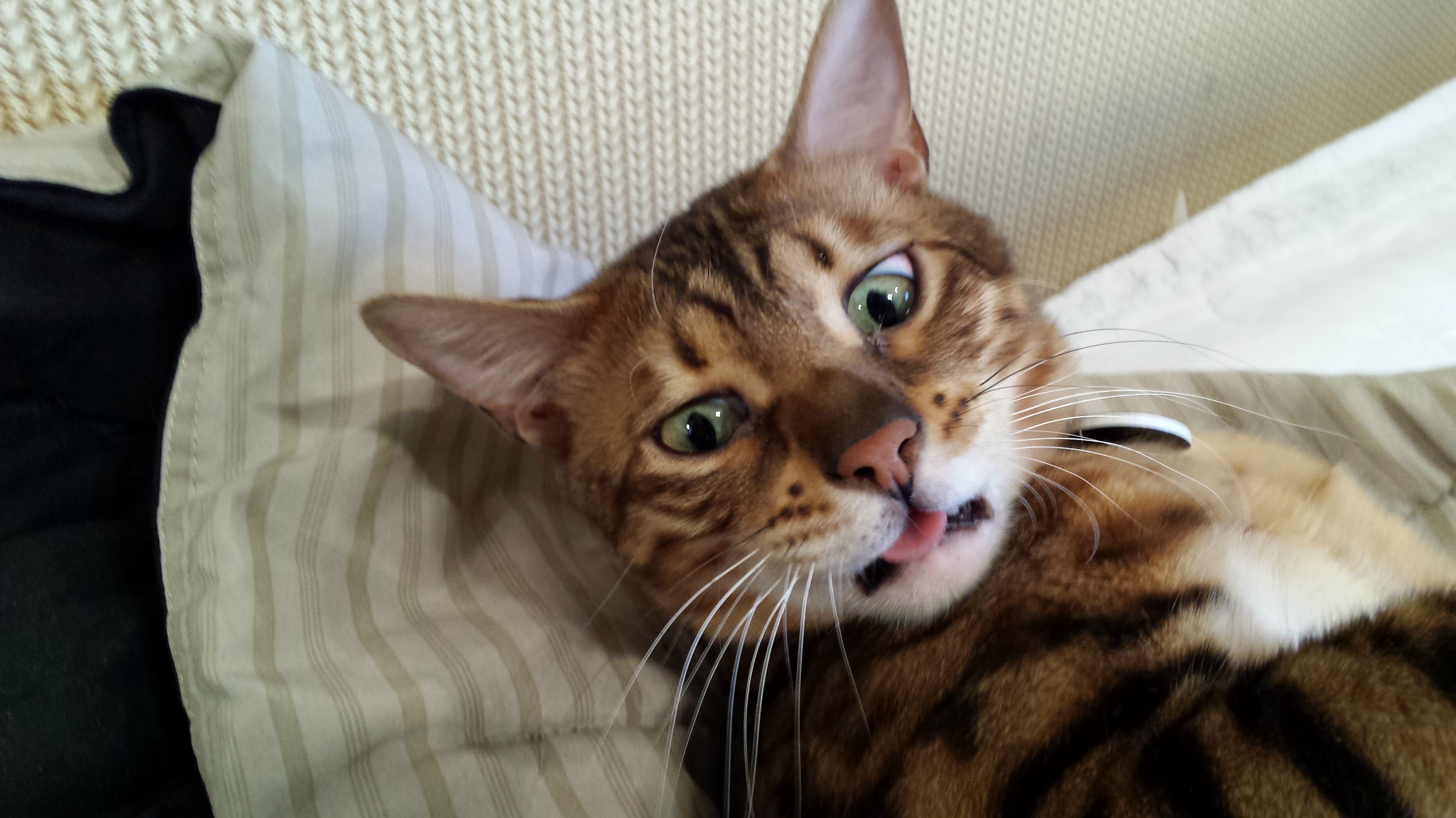 The Bengal An Active Vocal And Demanding Breed Of Domestic Cat CatsInfo