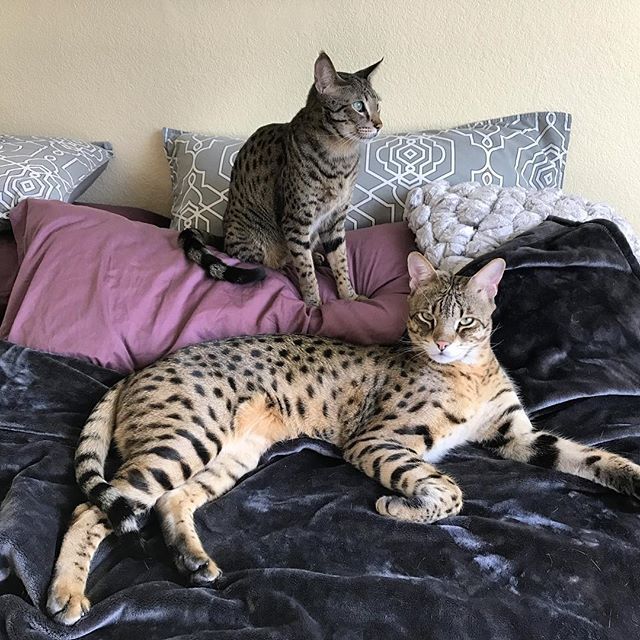 How Big Is A Savannah Cat? CatsInfo