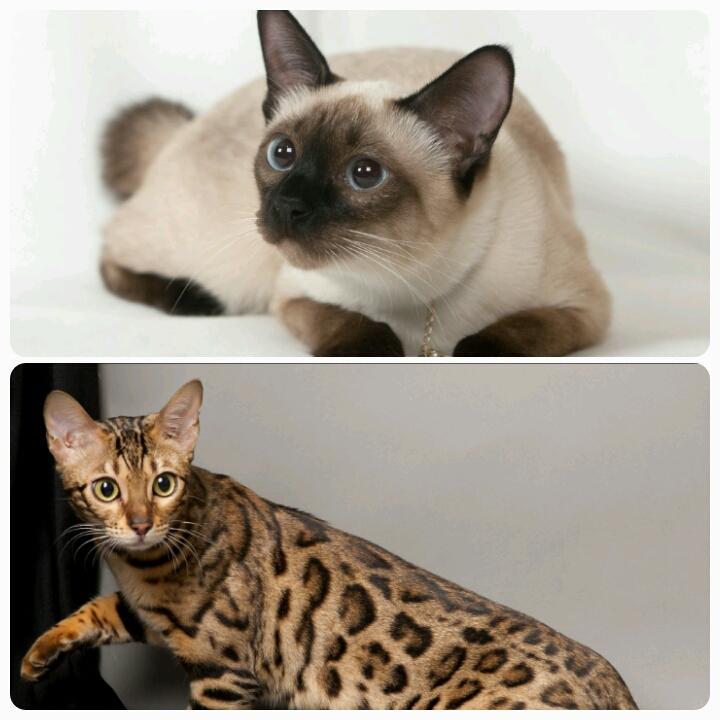 Do Bengal Cats Sleep With You CatsInfo