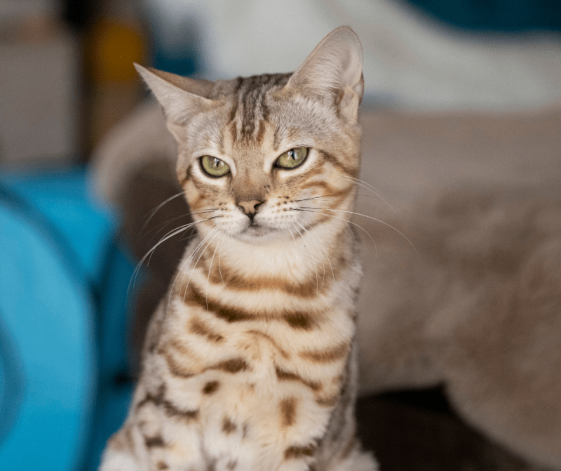 How To Stop Your Bengal Cat From Spraying Urine CatsInfo
