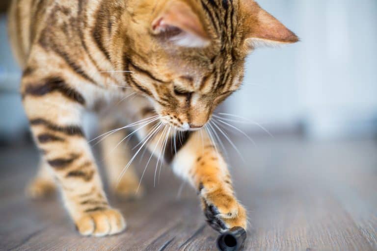How To Stop Your Bengal Cat From Spraying Urine CatsInfo