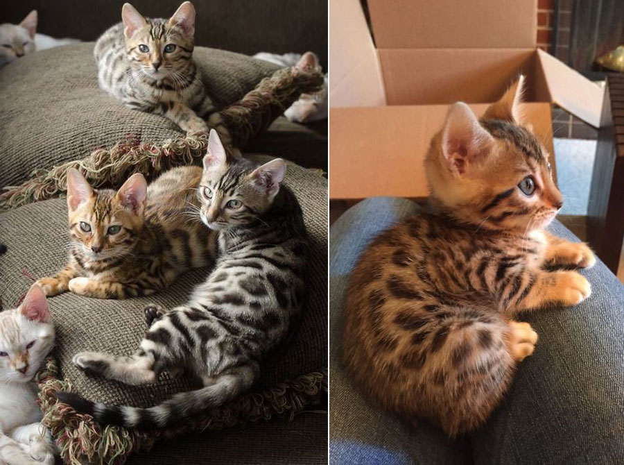 How Often Do Bengal Cats Go Into Heat CatsInfo
