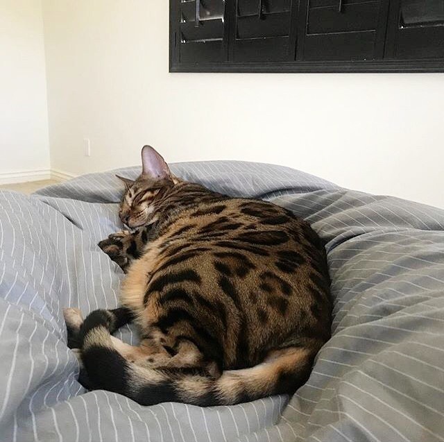 How To Stop Your Bengal Cat From Urinating In The House CatsInfo