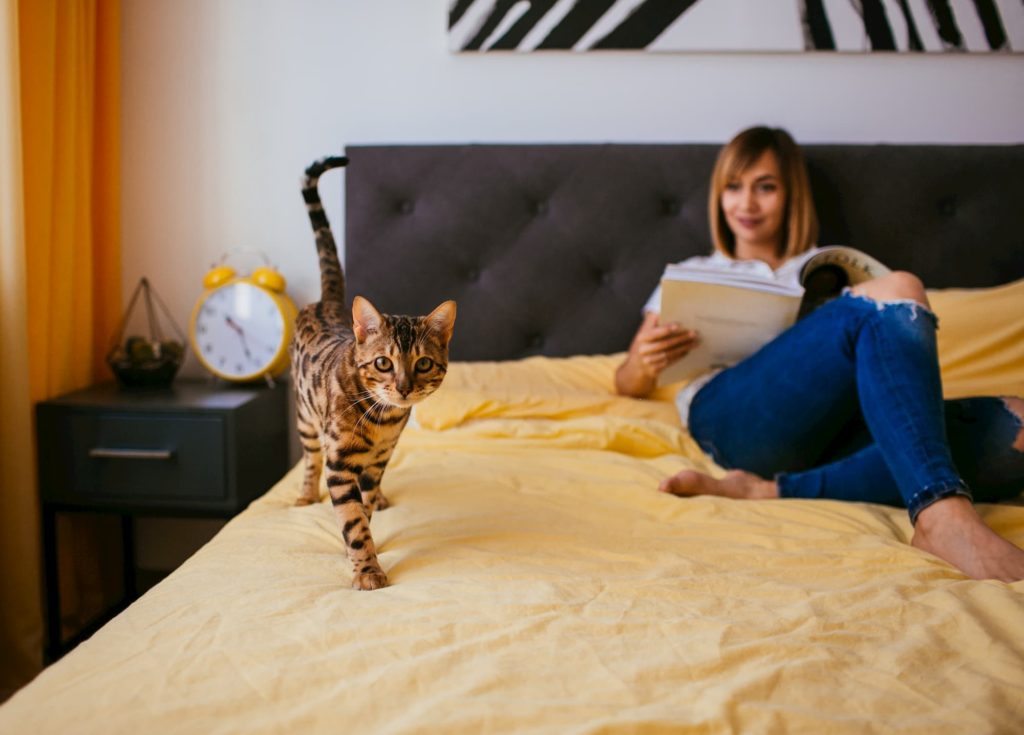 Why Do Bengal Cats Meow More Than Other Cats? CatsInfo