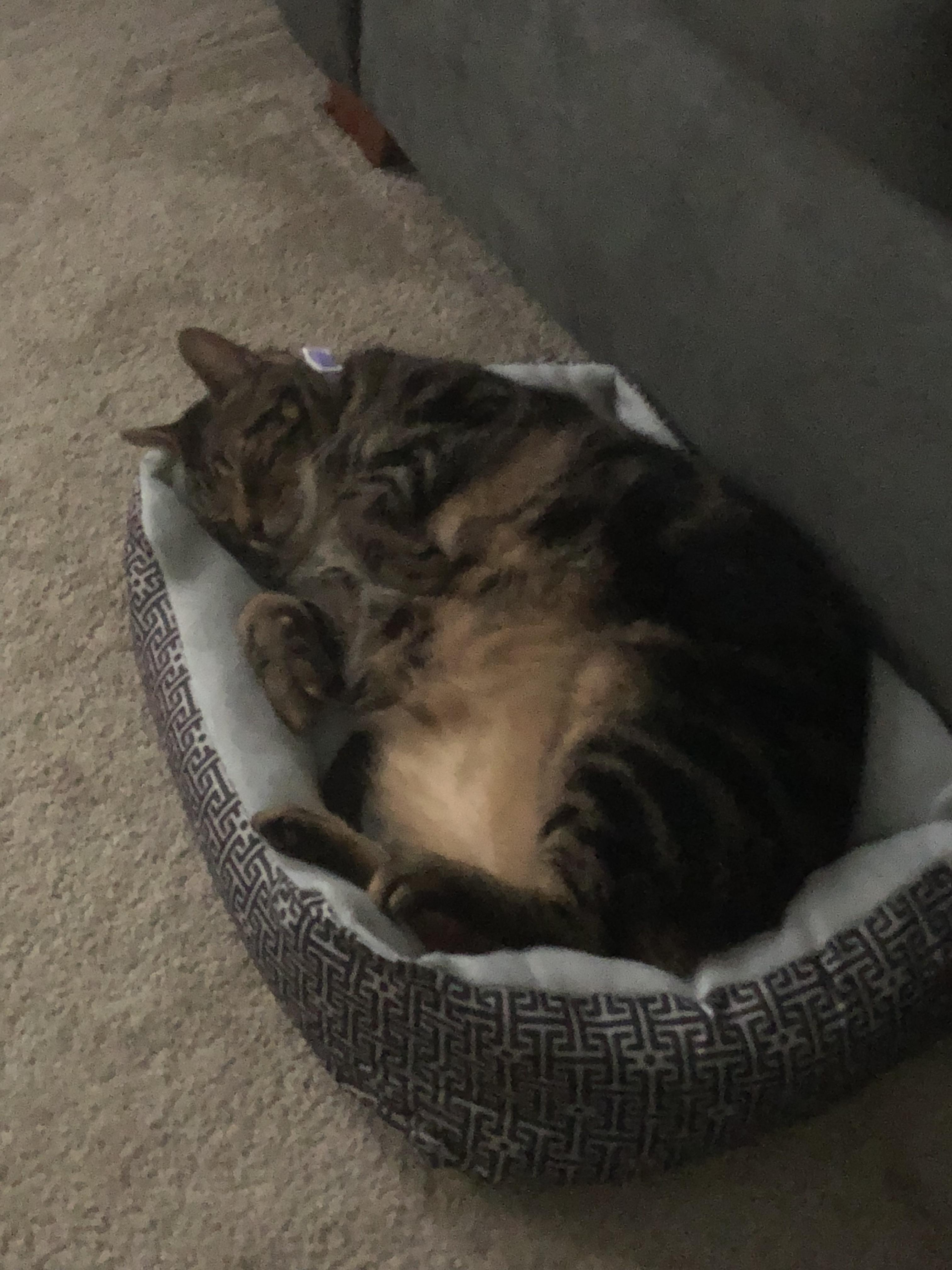 Bengal Cats Do They Really Smell Bad? CatsInfo