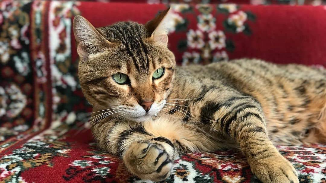 Bengal Cats Do They Really Smell Bad? CatsInfo