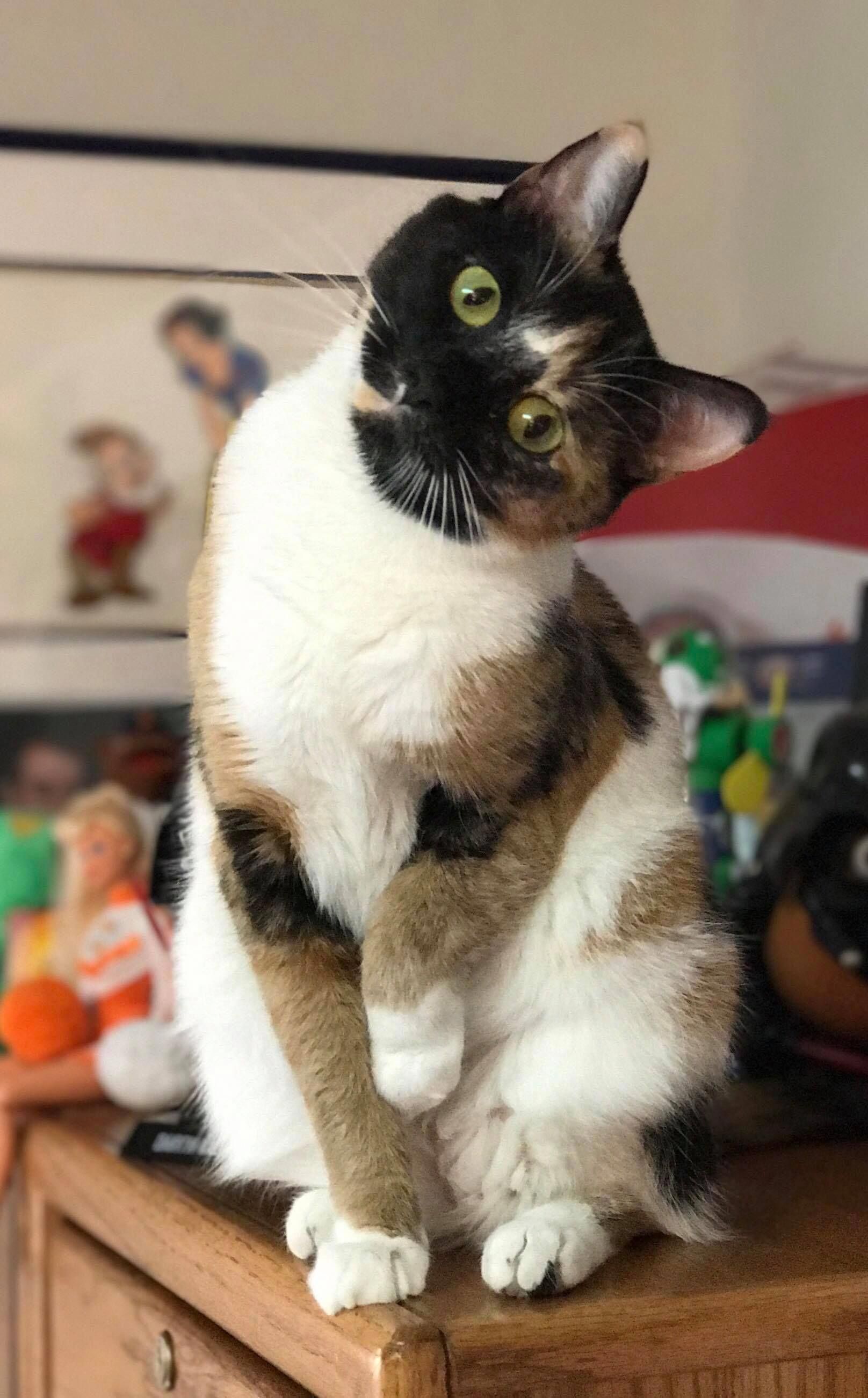 5 Ways To Tire Out Your Bengal Cat CatsInfo