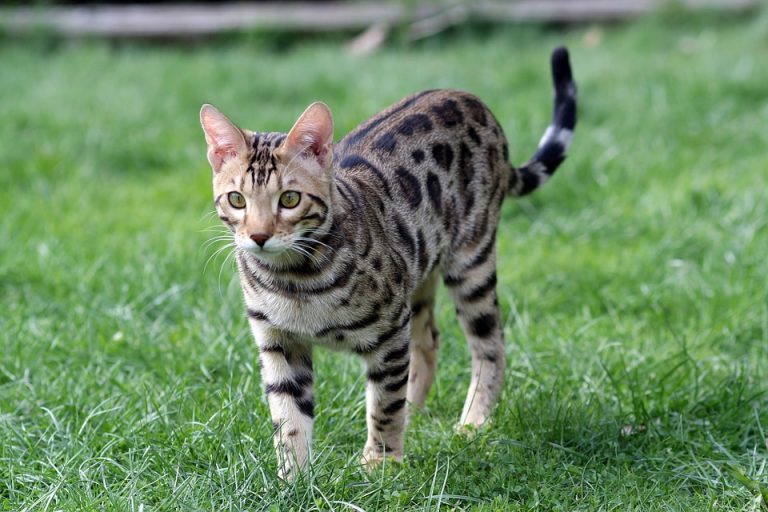 Are Bengal Cats Good With Babies CatsInfo