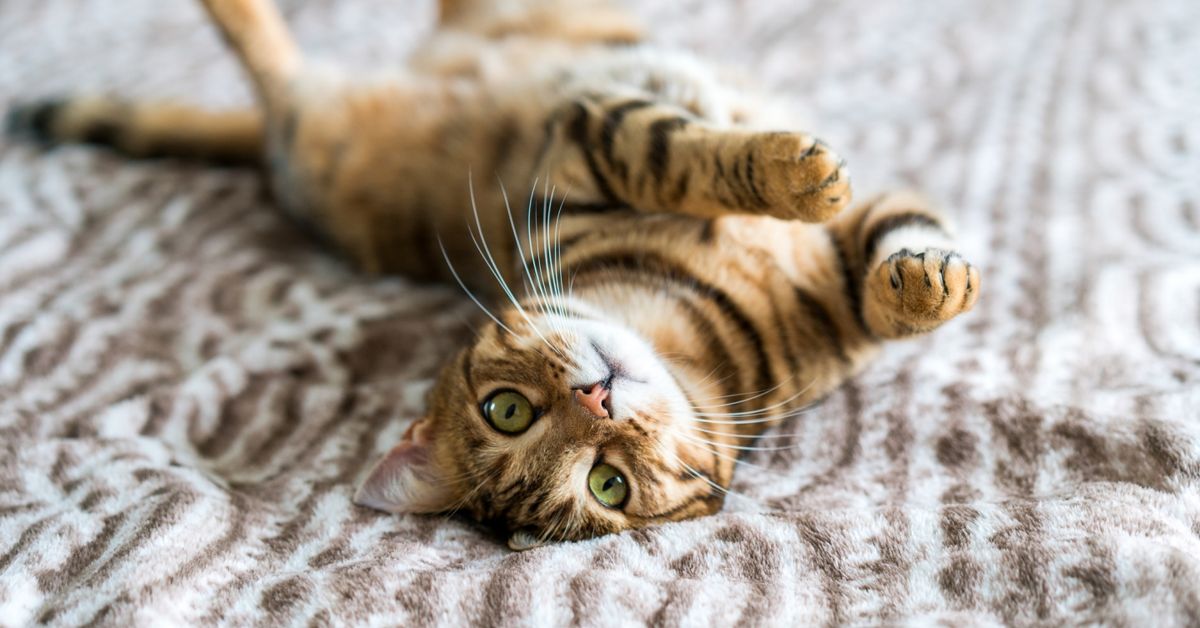 What To Know Before You Buy A Bengal Cat CatsInfo