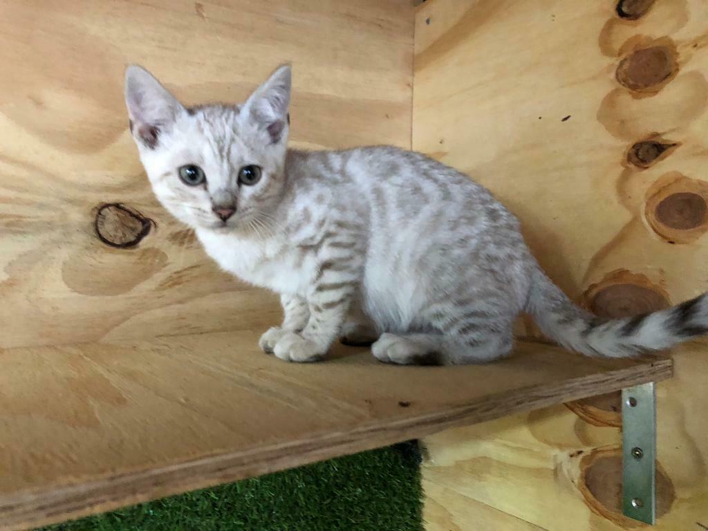 Are Bengal Cats Legal In Canada CatsInfo