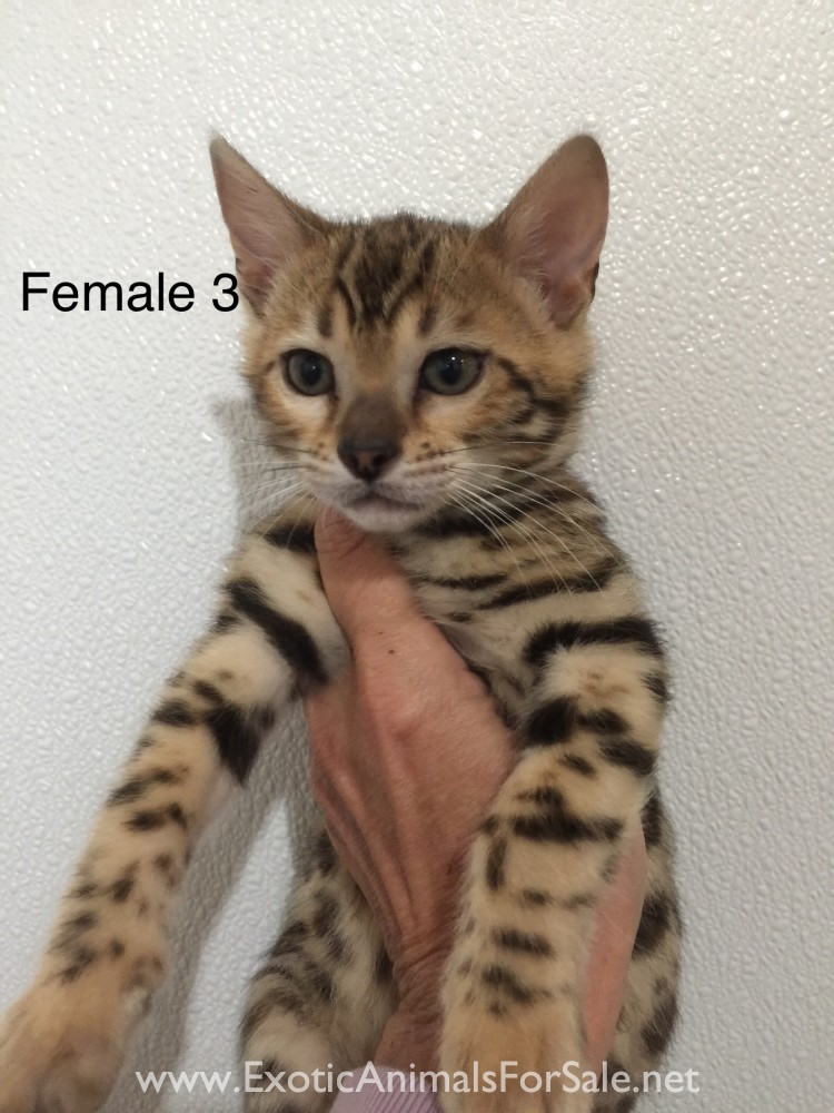Is A Bengal Cat Legal In Idaho? CatsInfo