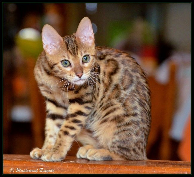 The Benefits And Drawbacks Of Owning A Bengal Cat CatsInfo