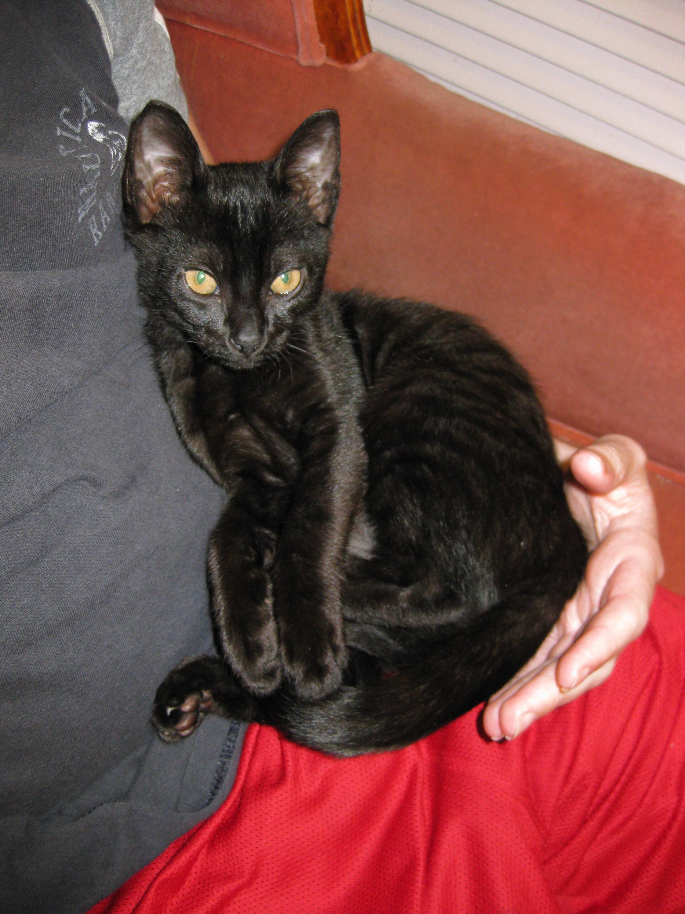 Can A Bengal Cat Be Black CatsInfo