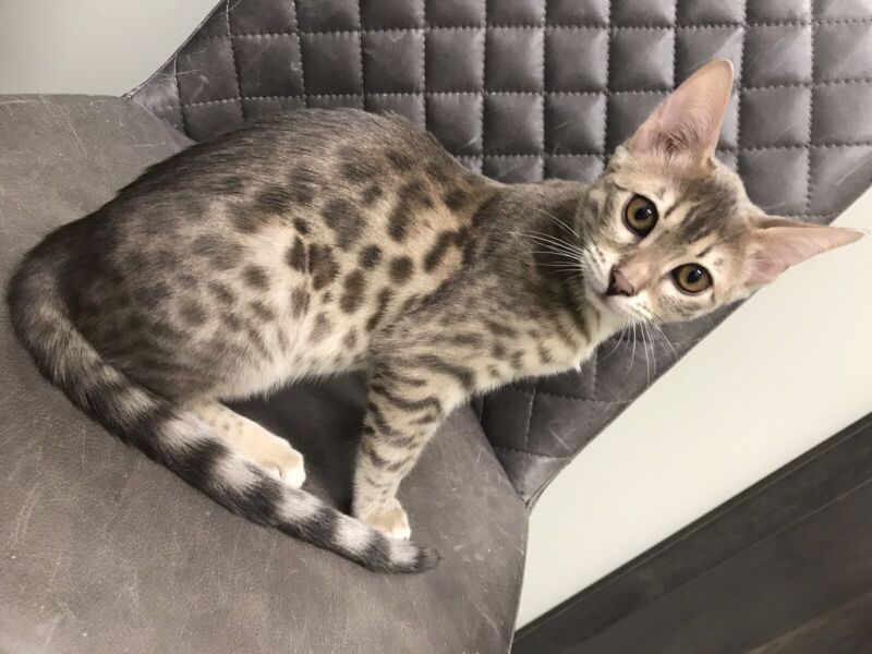 What Does A Gray Bengal Cat Look Like? CatsInfo