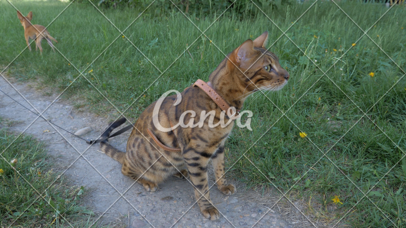  American Curl CatsInfo