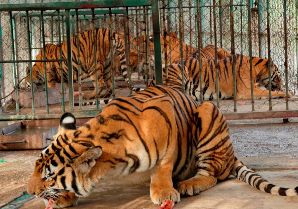 Bengal Tigers The Largest Cats In The World CatsInfo