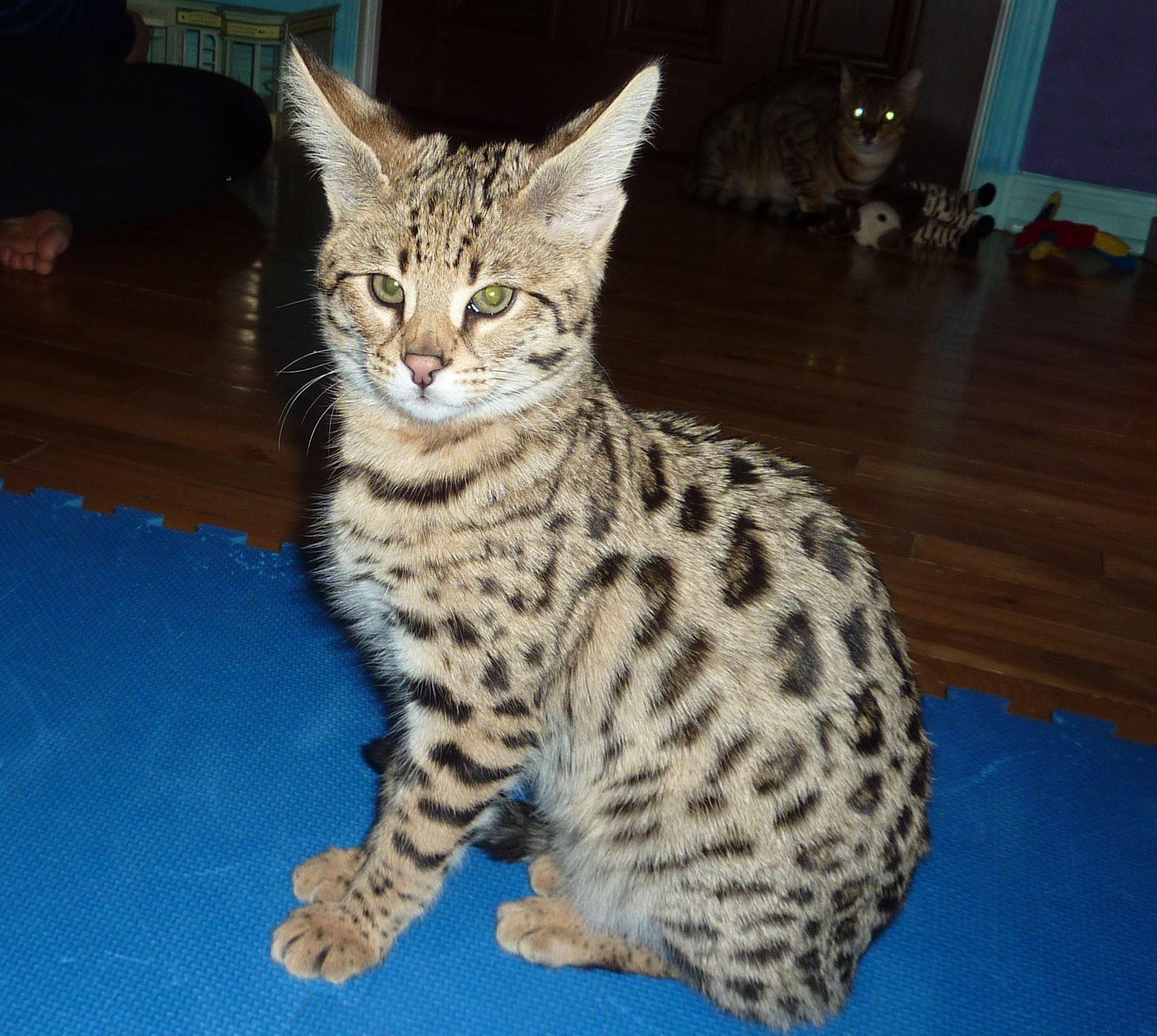 Can Bengal And Savannah Cats Get Along? CatsInfo