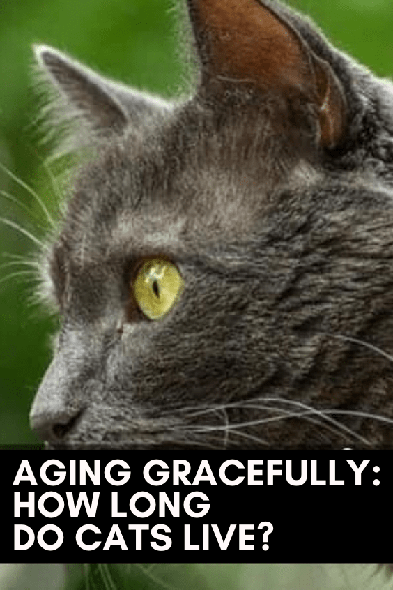 How Long Do F1 Bengal Cats Live? CatsInfo