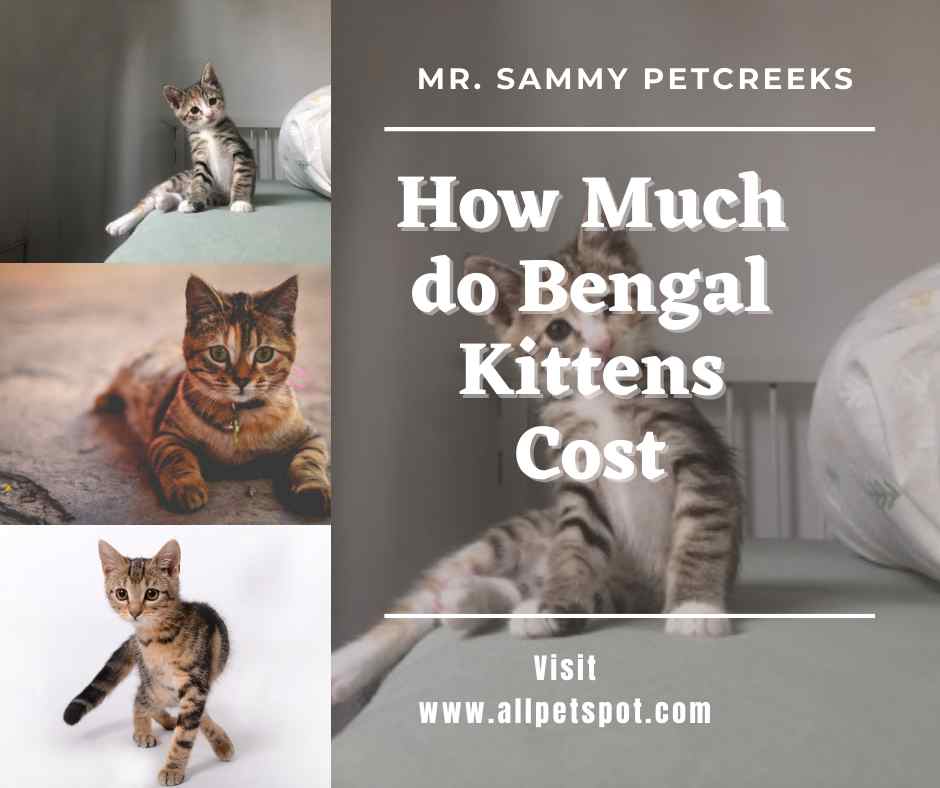 How Much Does A First Generation Bengal Cat Cost? CatsInfo
