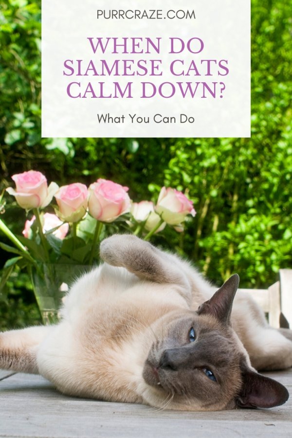 How To Comfort A Scared Bengal Cat CatsInfo