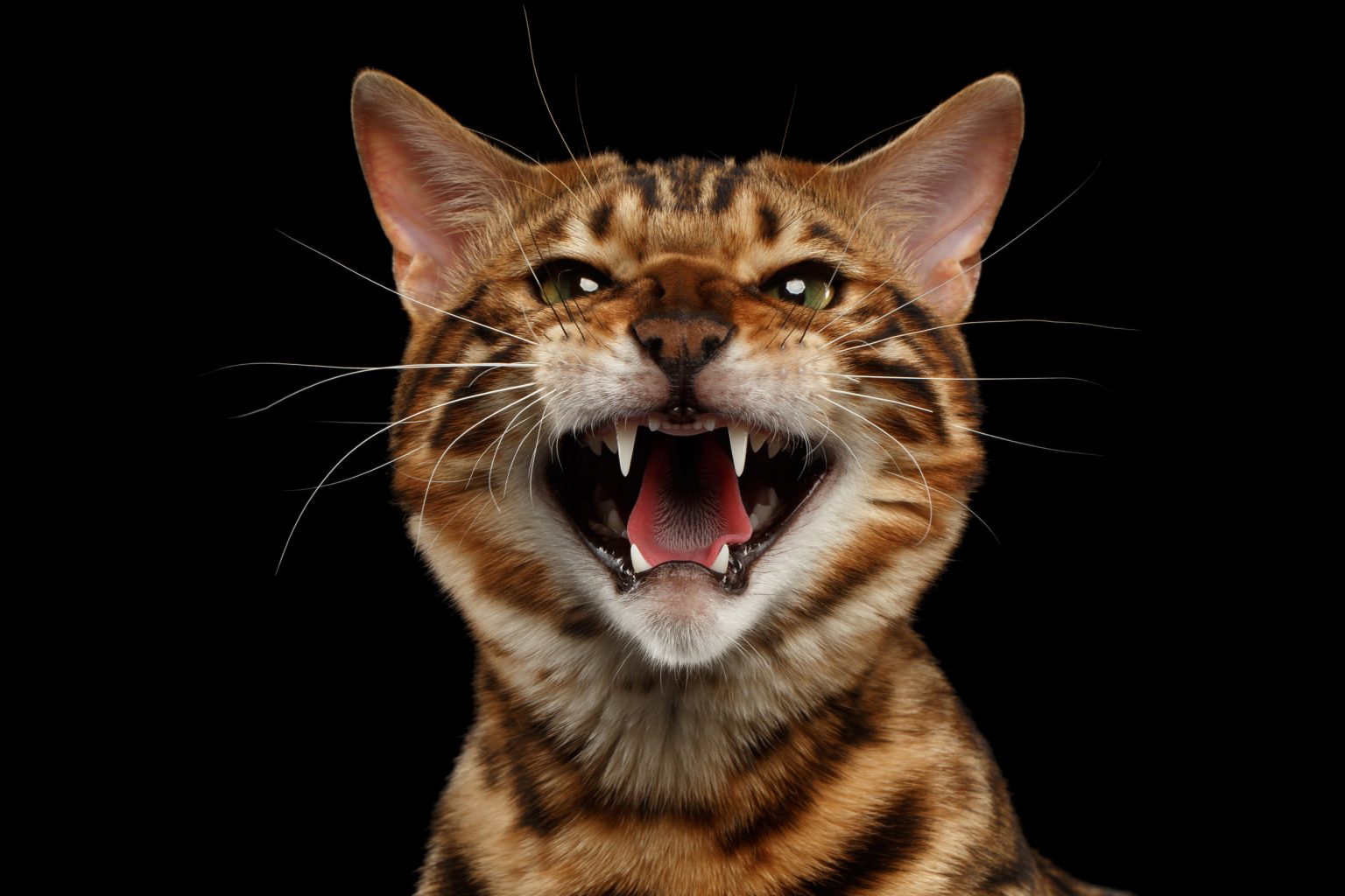 How To Stop Your Bengal Cat From Attacking CatsInfo