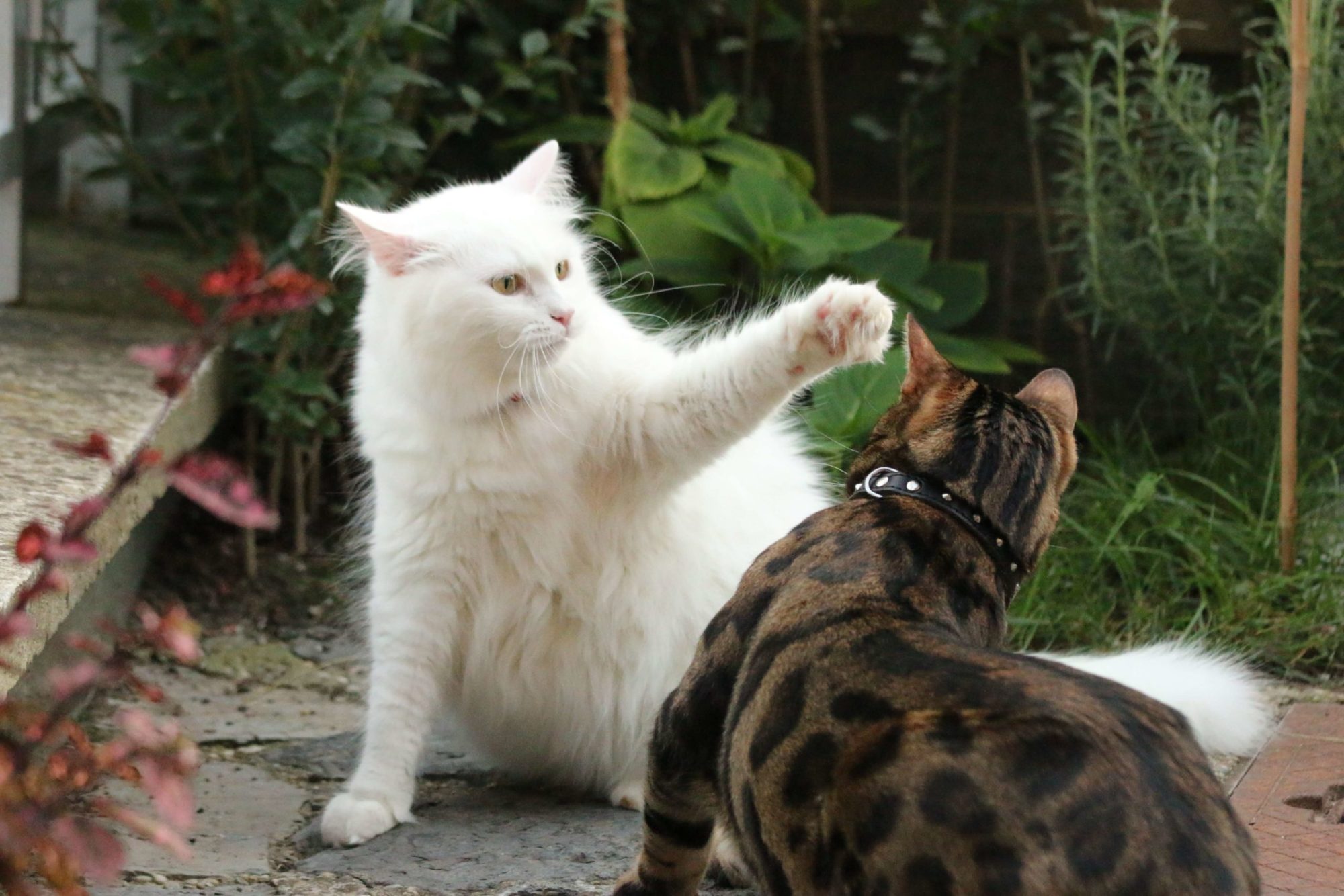 How To Stop Your Bengal Cat From Attacking CatsInfo
