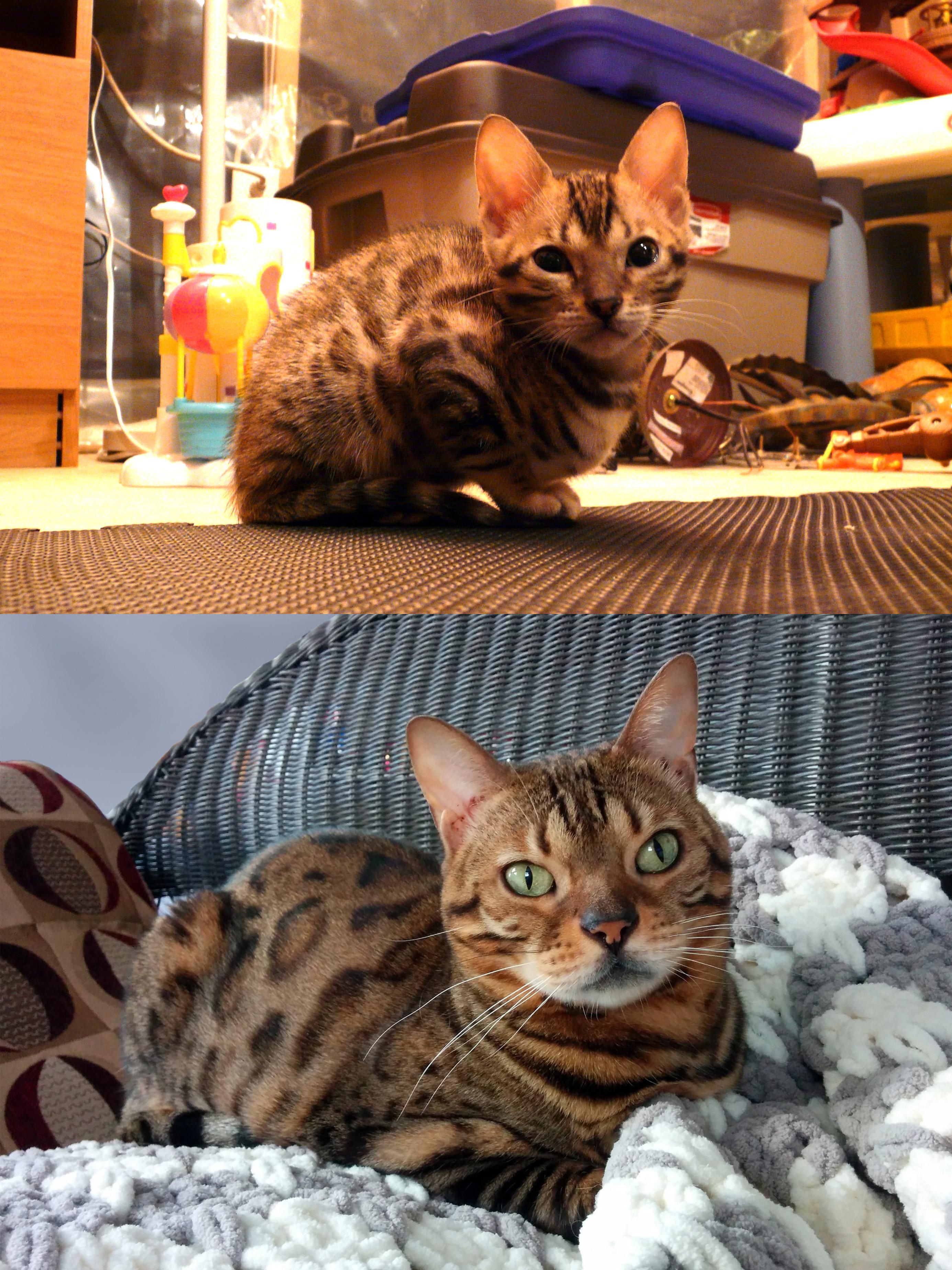 Introducing Your New Bengal Cat To Another Cat CatsInfo