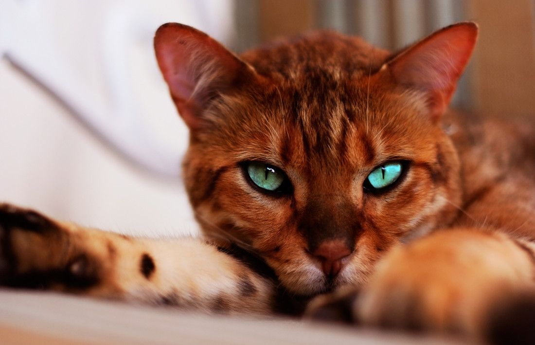 Ways To Reduce Bengal Cat Shedding CatsInfo