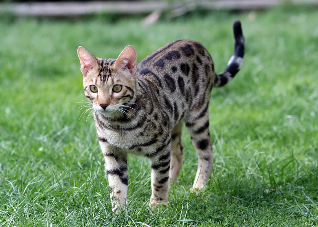 Ways To Reduce Bengal Cat Shedding CatsInfo