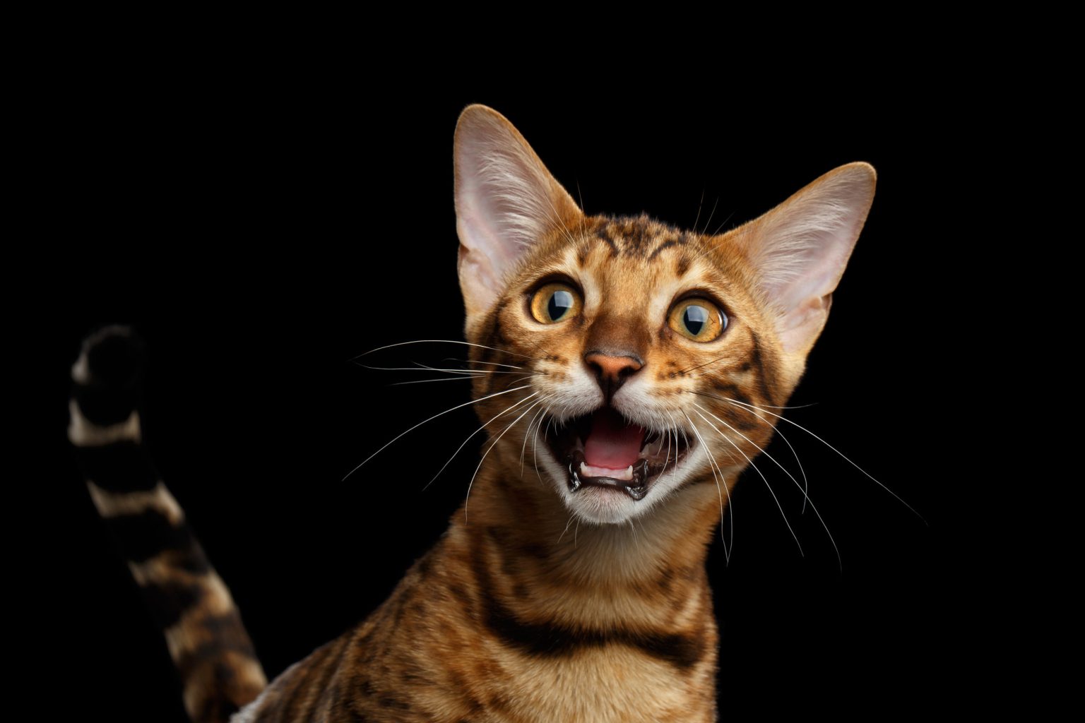 Why Bengal Cats Are So Expensive CatsInfo