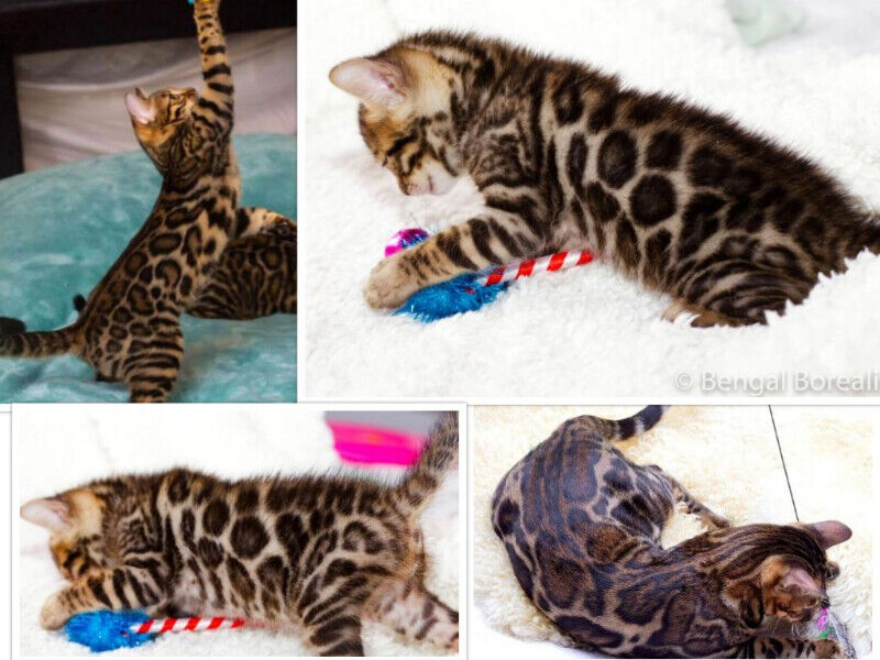 What Makes A Show Quality Bengal Cat? CatsInfo