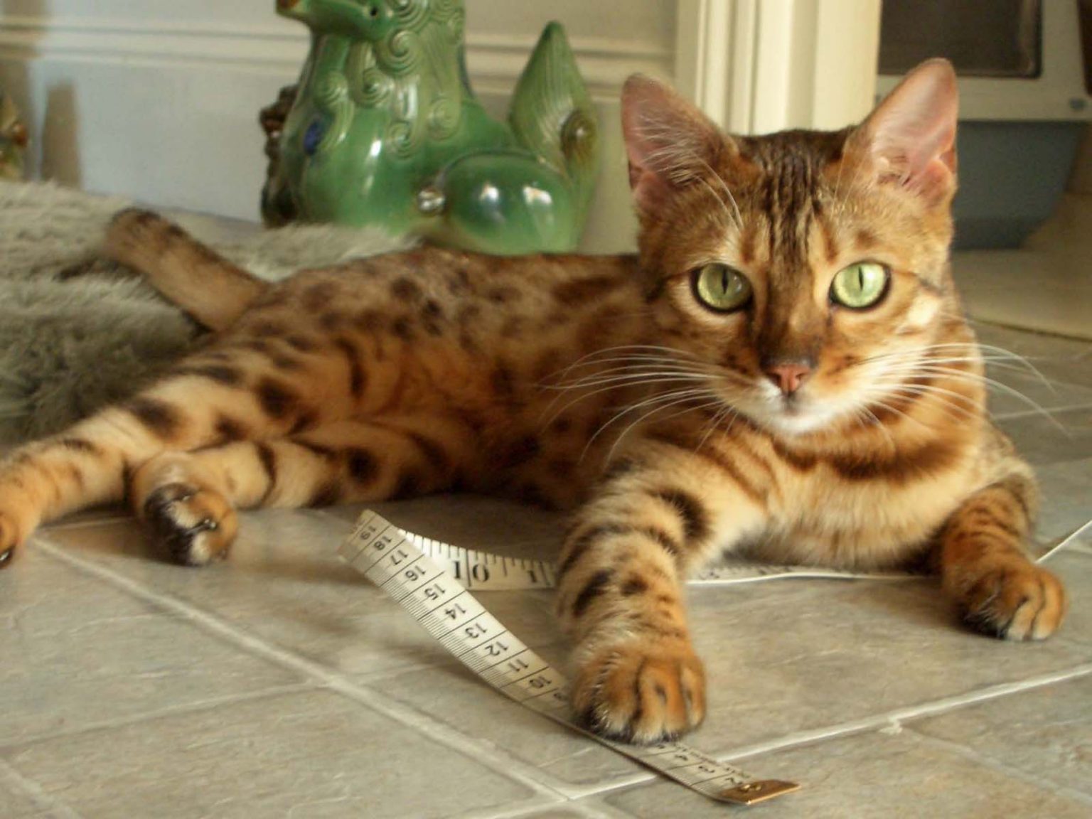 The Growth And Maturation Of Bengal Cats CatsInfo