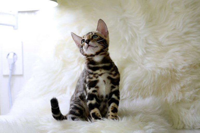 Why Are Bengal Cats So Crazy? CatsInfo