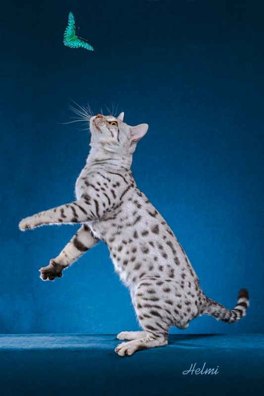 Why Are Bengal Cats So Naughty? CatsInfo