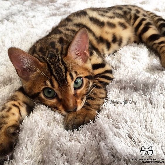 Why Bengal Cats Are The Best CatsInfo