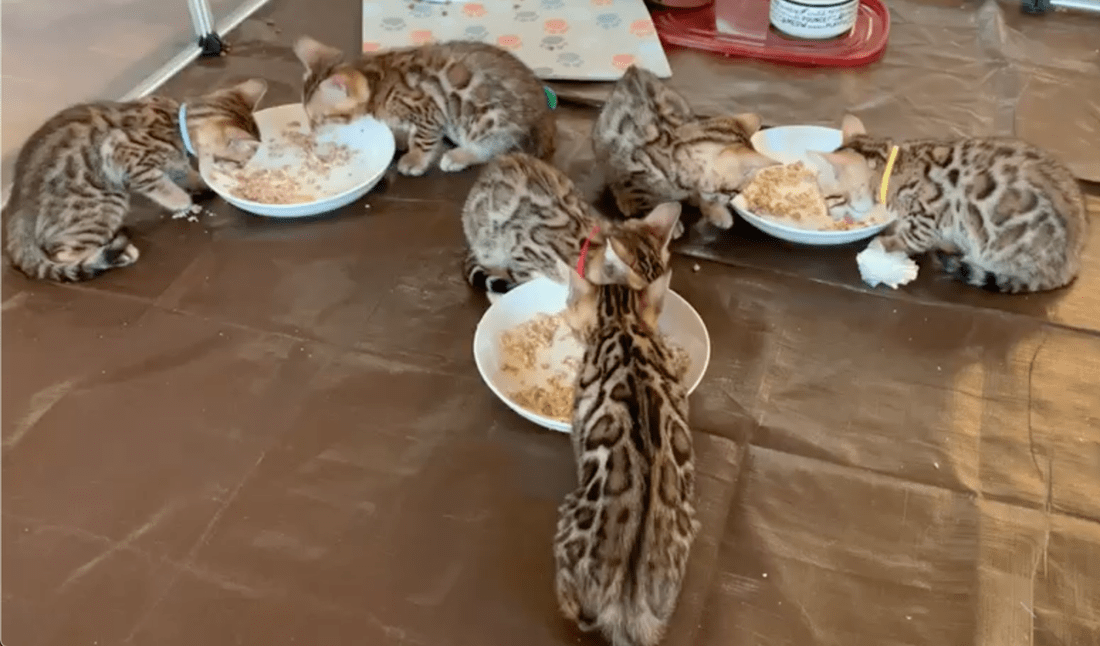 Why Is My Bengal Cat Throwing Up? CatsInfo