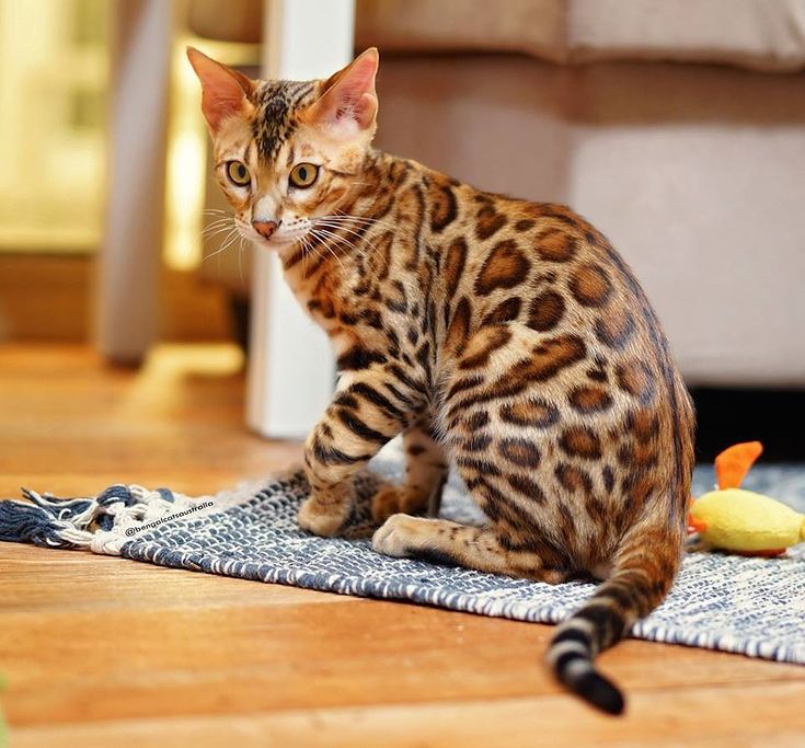 Why Is My Bengal Cat Small? CatsInfo