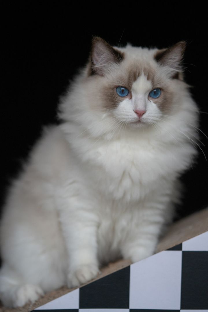 Are Ragdoll Cats Hypoallergenic CatsInfo